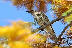 Olive-backed Oriole